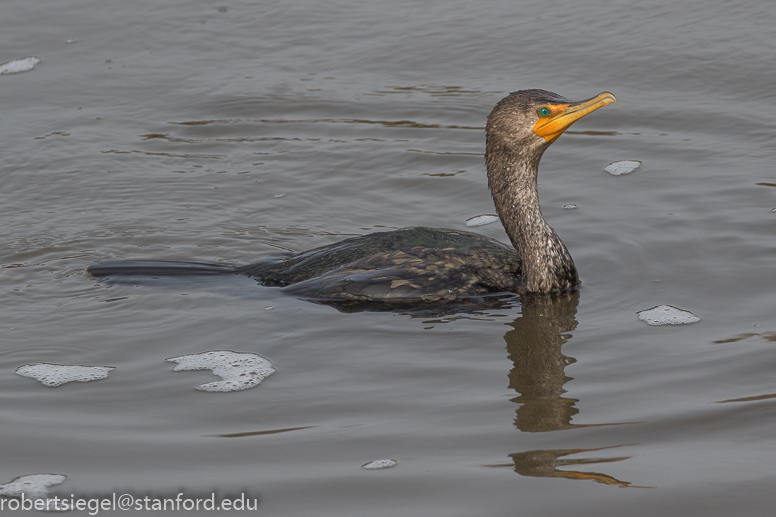 palo alto baylands